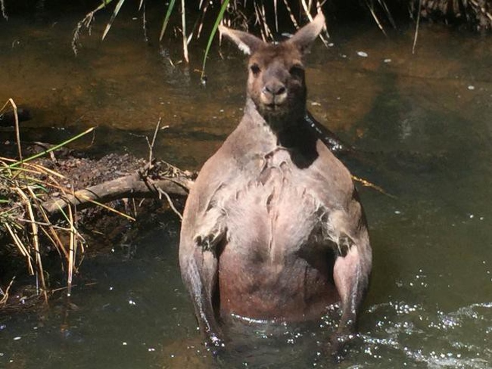 Chuột túi tạo dáng sexy khiến du khách không nhịn được cười - 3 Hình ảnh kangaroo với cơ bắp lực sỹ từng gây sốt trong cộng đồng mạng