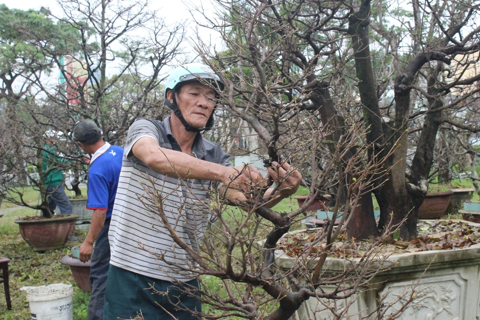 Người trồng mai “chạy đua” để hoa kịp nở Tết - 2 Uốn cành, tạo thế là một công đoạn vô cùng quan trọng cho mai khi Tết đến