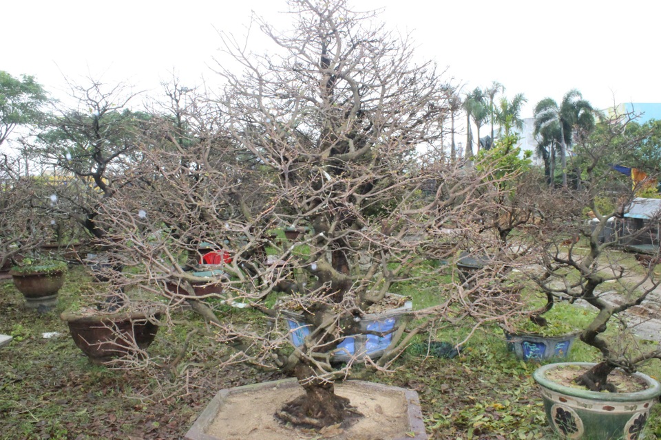 Người trồng mai “chạy đua” để hoa kịp nở Tết - 3 Những cây mai được trảy hết lá để nuôi nụ hoa, và đợi Tết đến hé nở, đâm lộc non mới