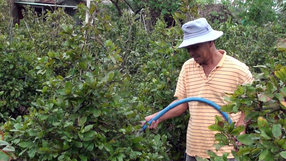 Giá mai Tết tăng cao, người trồng thu lãi lớn - 4 Mai không kết nụ vì do ảnh hưởng của bão số 12, nhiều nhà vườn đang tích cực chăm sóc để có mai bán tết