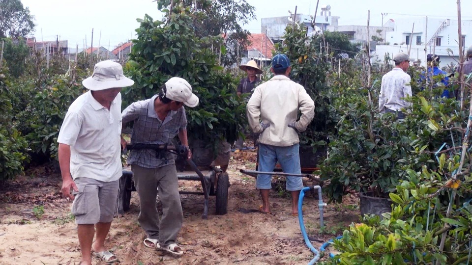 Giá mai Tết tăng cao, người trồng thu lãi lớn - 3 Giá mai hiện tăng khoảng 30% so với năm ngoái