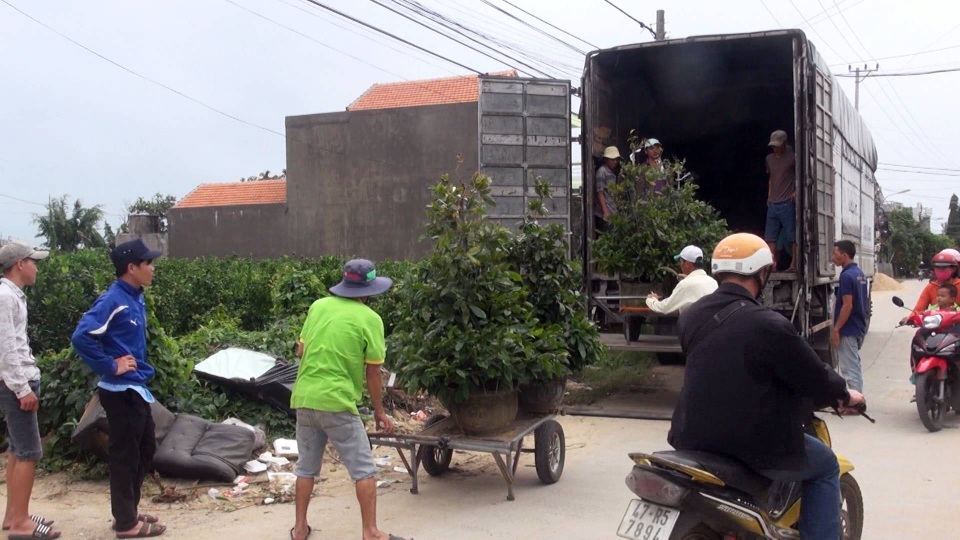 Giá mai Tết tăng cao, người trồng thu lãi lớn - 2 Mai ở Phú Yên chủ yếu được xuất bán ở thị trường Tây Nguyên và TP. HCM