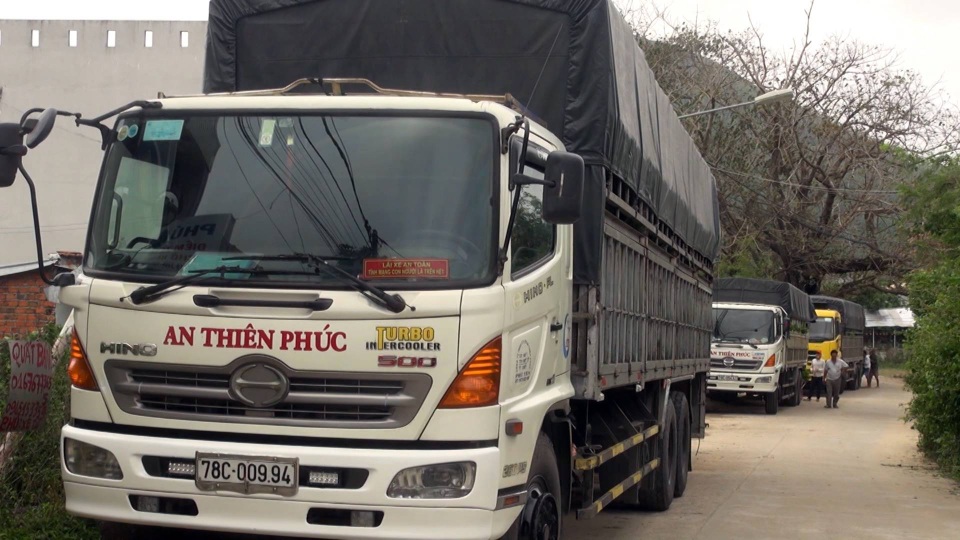 Giá mai Tết tăng cao, người trồng thu lãi lớn - 1 Nhiều đoàn xe nối đuôi nhau để chờ vận chuyển mai Tết