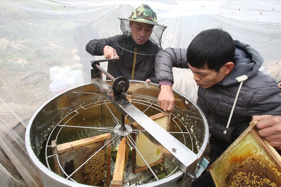 Mùa thu hoạch mật ong trên cao nguyên đá Hà Giang - 10
Người nuôi ong ở cao nguyên đá thường xuyên phải sống tạm bợ bên những tổ ong để theo dõi việc lấy mật và một phần để bảo vệ tổ. Thời điểm thu hoạch mật luôn mang lại không khí hào hứng.