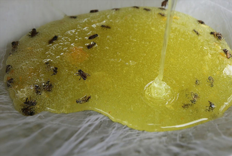 Mùa thu hoạch mật ong trên cao nguyên đá Hà Giang - 11 Mùa thu hoạch mật ong trên cao nguyên đá Hà Giang - 11