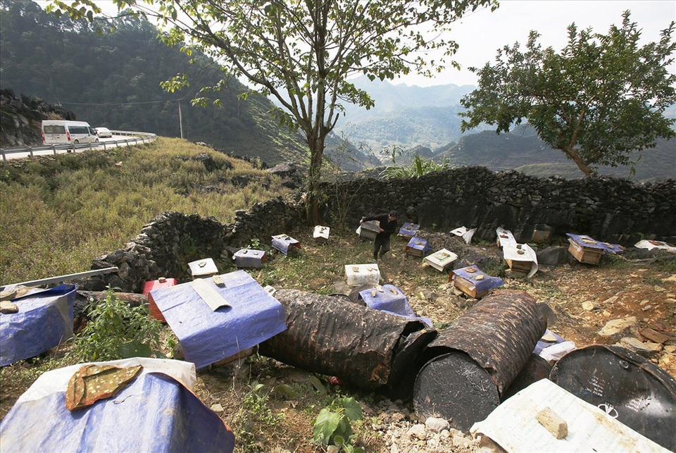 Mùa thu hoạch mật ong trên cao nguyên đá Hà Giang - 2
Vùng cao nguyên đá gồm bốn huyện: Yên Minh, Đồng Văn, Mèo Vạc, Quản Bạ. Mỗi vùng có điều kiện khí hậu thổ nhưỡng khác nhau. Tuy nhiên, bắt đầu từ tháng 9 người dân của vùng bắt đầu đưa những thùng ong về nơi có hoa để tìm mật. Cuối năm mùa hoa bạc hà nở rộ.