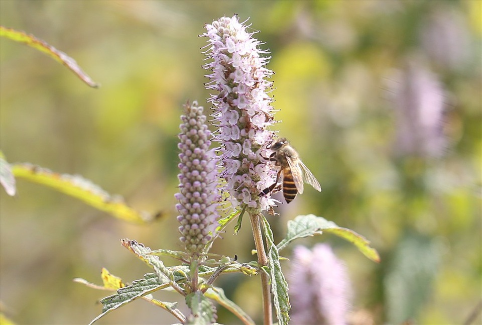 Mùa thu hoạch mật ong trên cao nguyên đá Hà Giang - 3
Hoa bạc hà là loài hoa dại mọc khắp vùng cao nguyên đá. Hoa bắt đầu nở rộ vào tháng 10 hằng năm và tàn hết cuối tháng 12.
