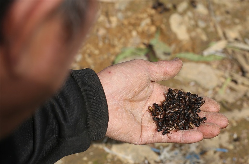 Mùa thu hoạch mật ong trên cao nguyên đá Hà Giang - 5
Tháng 8 vừa qua, thời tiết mưa nhiều, khiến nhiều cầu ong bị thối, ong con không nở được để đi kiếm mật. Nhiều gia đình đặt các tổ sát nhau không canh chừng ong đánh nhau chết làm năng suất giảm.