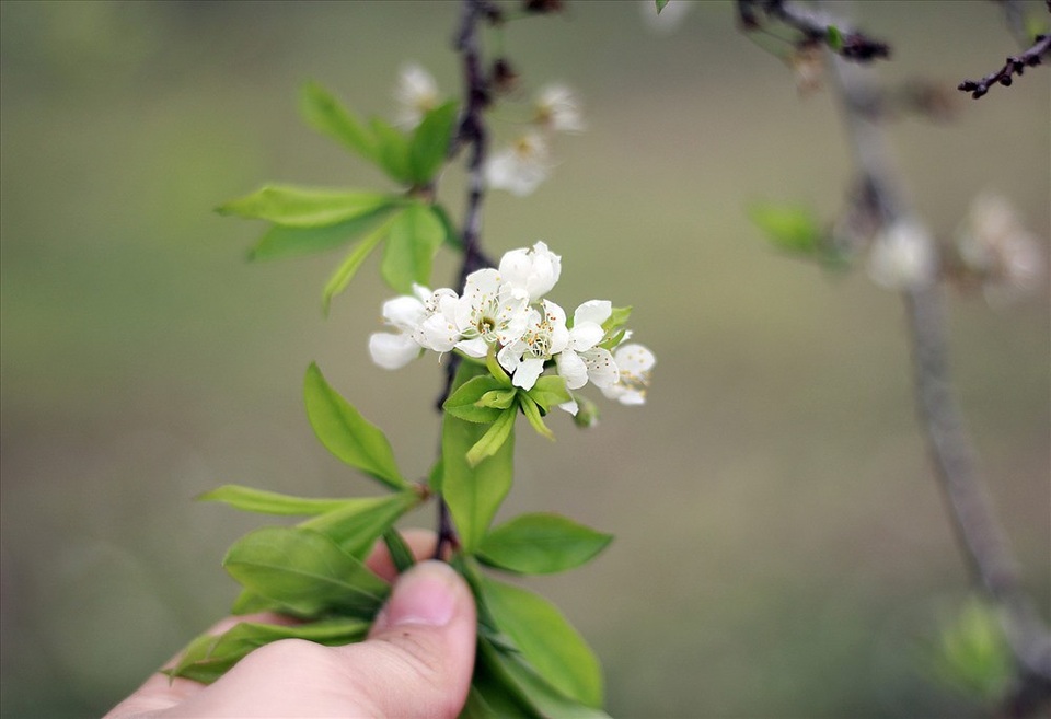 Hoa mận trái mùa e ấp bên non - 8 Hoa nở thành từng chùm nhỏ. Ảnh. Hoàng Huế