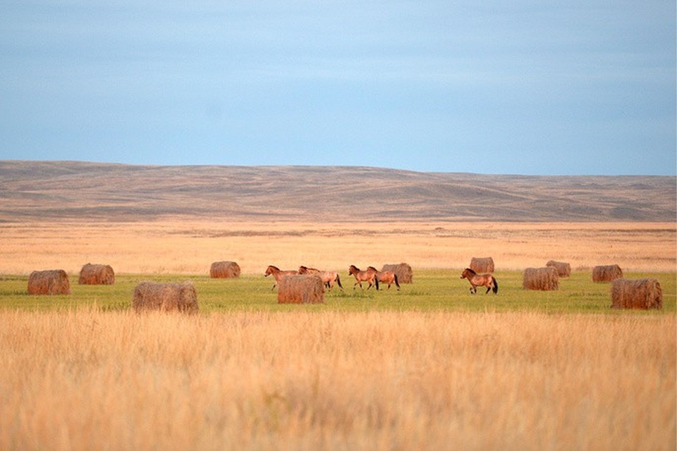 Đàn ngựa hoang Przewalski tại Khu bảo tồn thiên nhiên Orenburgsky.