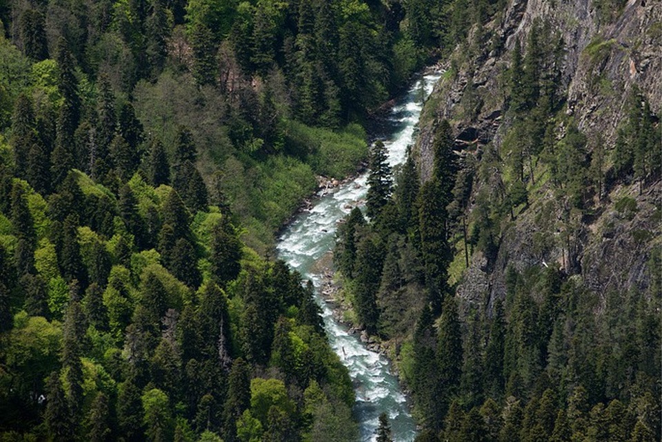 Khu bảo tồn thiên nhiên Caucasus đặc trưng với màu xanh của cây rừng.