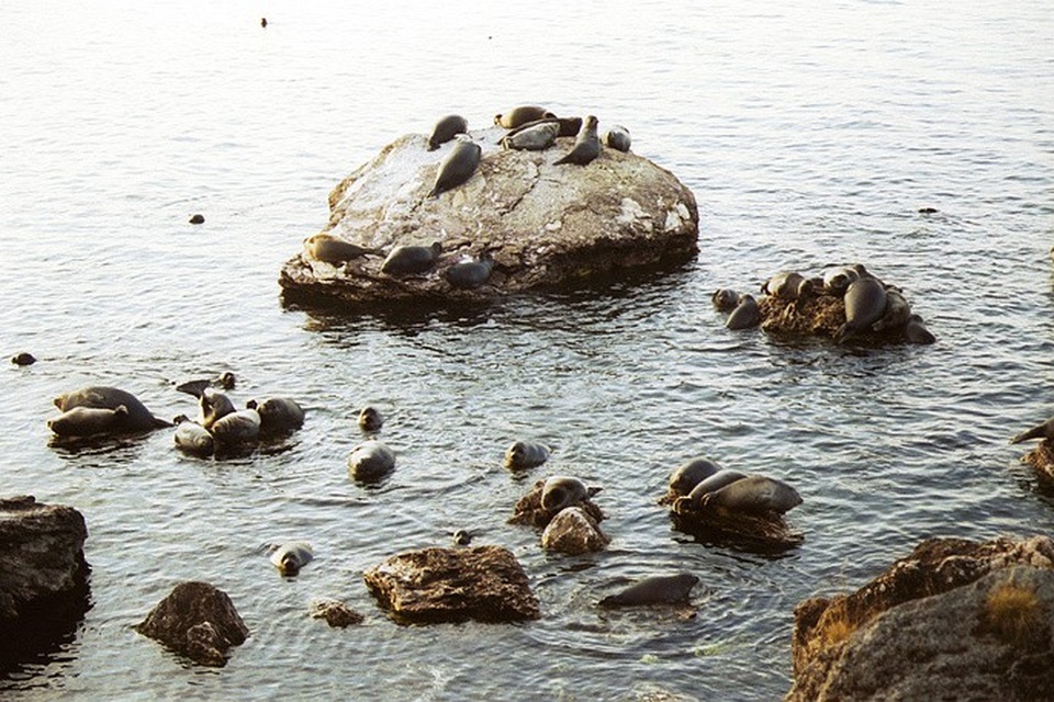 Hải cẩu leo lên những tảng đá trên đảo Ushkany tại Công viên quốc gia Transbaikal ở Buryatia.