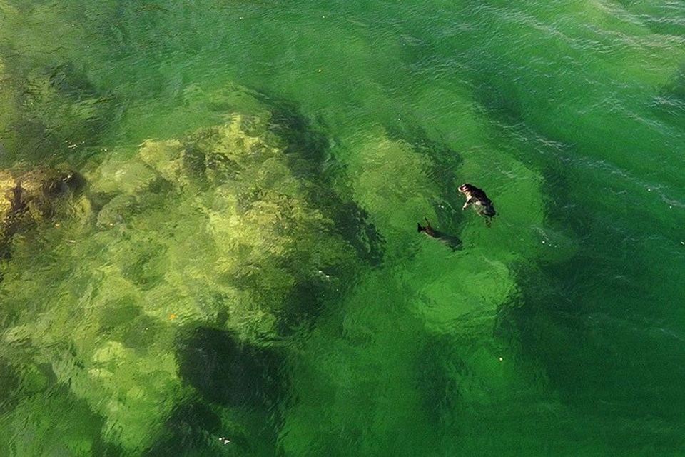 Khu bảo tồn biển Viễn Đông là khu bảo tồn biển đầu tiên của Nga, chiếm phần lớn vùng biển và 30 đảo ở Vịnh Peter Đại Đế. Trong ảnh: Hải cẩu ở vịnh Telyakovsky, một phần của Khu bảo tồn biển Viễn Đông.