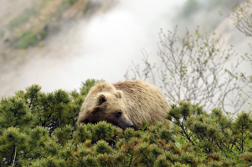 Loài gấu ở Khu bảo tồn sinh quyển Kronotsky.