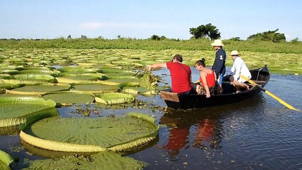 Tưởng chừng tuyệt chủng, hoa súng "khổng lồ" bất ngờ xuất hiện trở lại - 3 Du khách đi thuyền vào đầm phá ngắm hoa súng khổng lồ