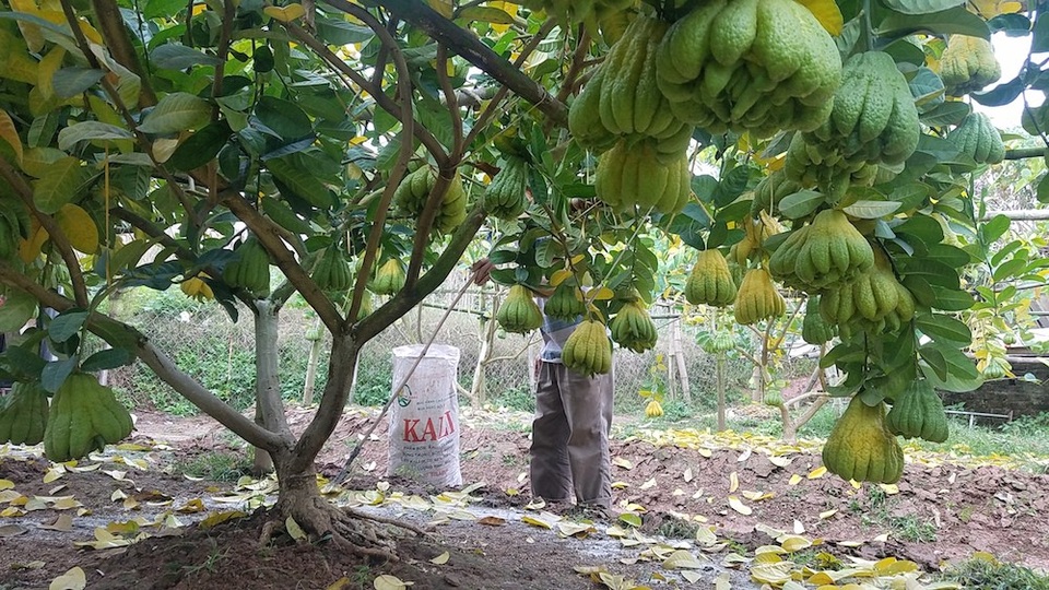 Vườn phật thủ 5 sào cho thu hơn 300 triệu đồng vụ Tết - 7
Cây phật thủ bắt đầu cho thu hoạch quả từ năm thứ 2. Với những cây thường xuyên ra nhiều quả, quả đẹp mà đánh bán cả cây thì sẽ lãng phí, kể cả khi có mang cây đó trồng lại thì cũng không có hiệu quả về sản lượng cũng như chất lượng.