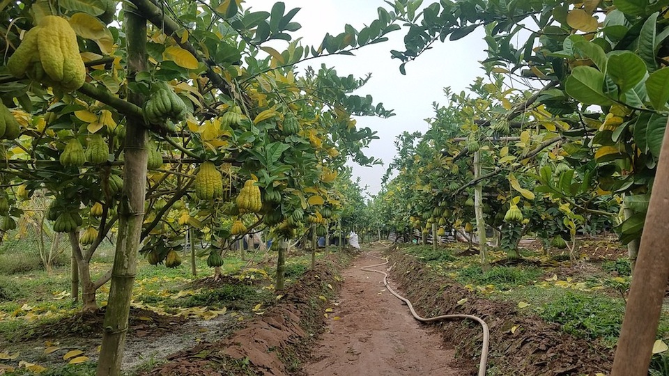 Vườn phật thủ 5 sào cho thu hơn 300 triệu đồng vụ Tết - 5
Để cho cây phật thủ phát triển tốt, người trồng phải chú ý đến sâu bệnh, khi thời tiết mưa ẩm thì phải dọn sạch cỏ quanh gốc và luống, đồng thời phun thuốc để đảm bảo sâu bệnh không phát triển.