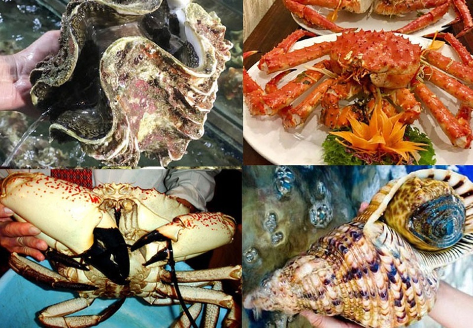 Bữa tiệc khó tin: Tu hài 10 triệu/con, cua khổng lồ 60 triệu/con - 1
Những loại hải sản khổng lồ trên bàn tiệc của đại gia Việt