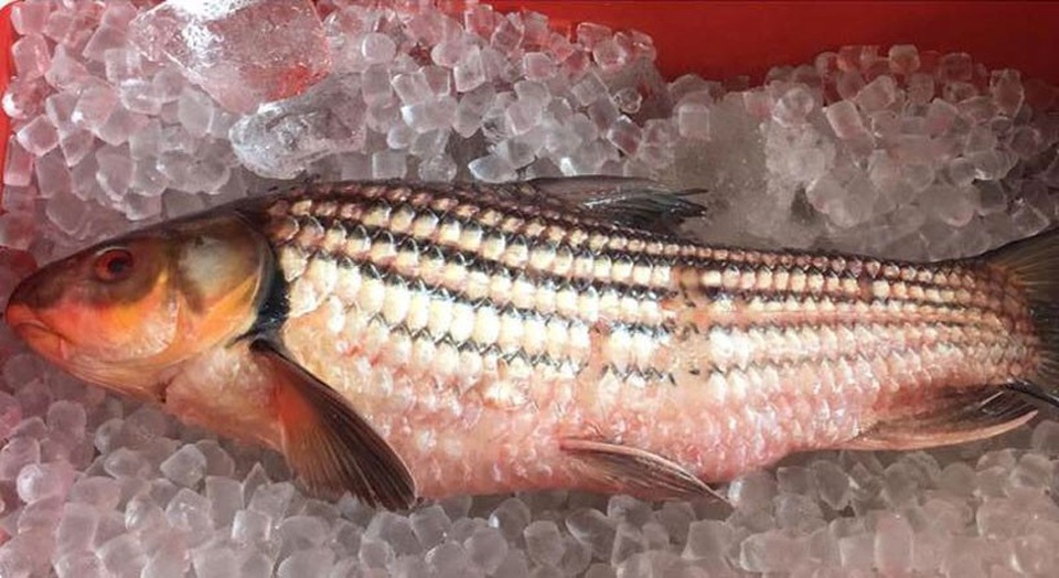 Nồi cá kho 12 triệu đồng: Đặc sản chài sóc ăn tết đỡ ngán - 1
Cá chài sóc đang được giới nhà giàu săn mua về ăn Tết