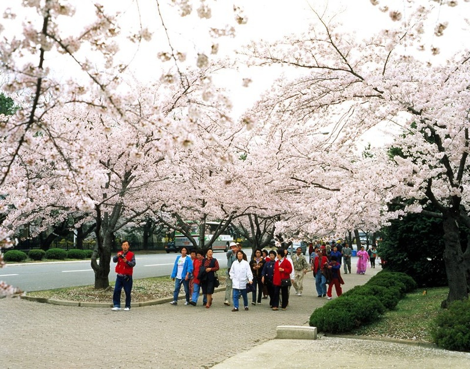 Vì sao người Việt đổ xô đi Mỹ, Úc, Nhật... ăn Tết? - 1 Một số tour nước ngoài có nhiều đường bay thẳng được mở, rút ngắn thời gian di chuyển chi phí không quá cao so với nhu cầu của du khách Việt hiện nay.