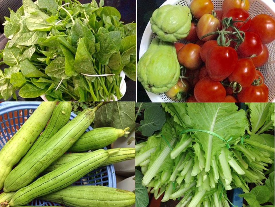 
 Mỗi ngày chị đều lên sân thượng hái rau để gia đình ăn, nếu nhiều hái bán bớt cho hàng xóm. Tiền bán rau chị nuôi lợn đất để cuối năm có tiền tiêu Tết
