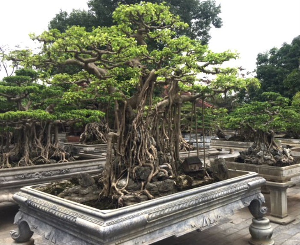 Cây cảnh trăm tỷ hiếm có trong vườn đại gia Hà thành - 13 Cây cảnh trăm tỷ hiếm có trong vườn đại gia Hà thành - 13