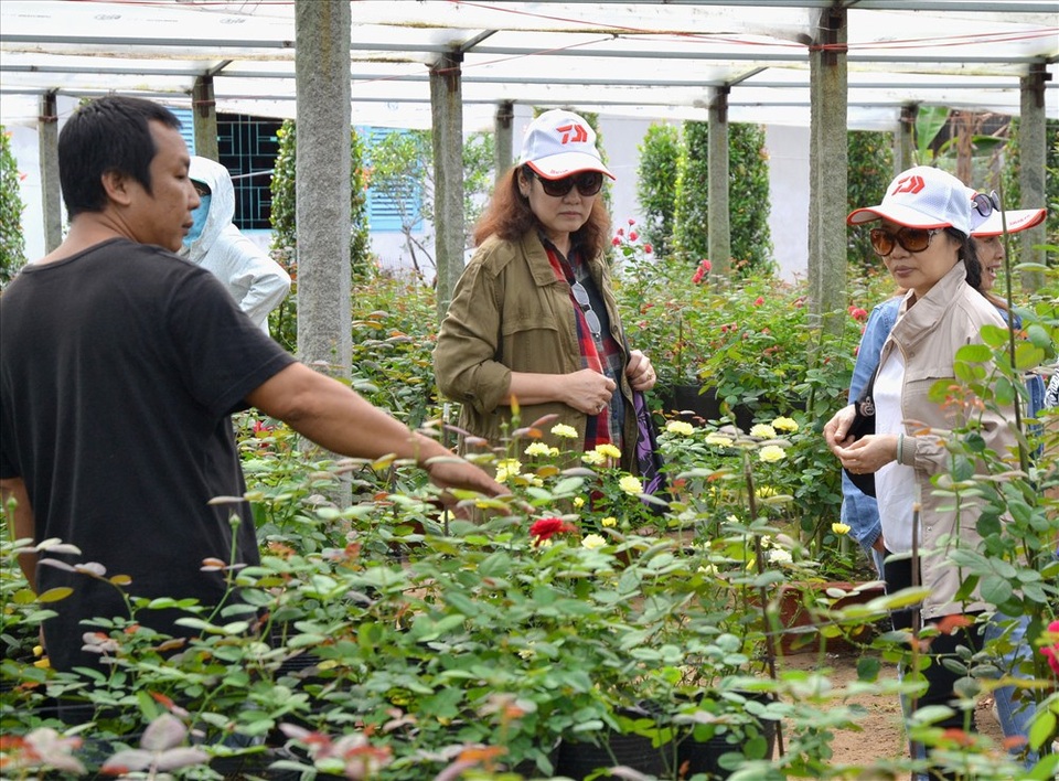 Vườn hồng “độc”, “dị” ở Sa Đéc - 13 Và khi cần, ông chủ vườn sẵn sàng giải đáp mọi câu hỏi về tên gọi, xuất xứ... của từng loài hoa hồng (Ảnh: Lục Tùng)