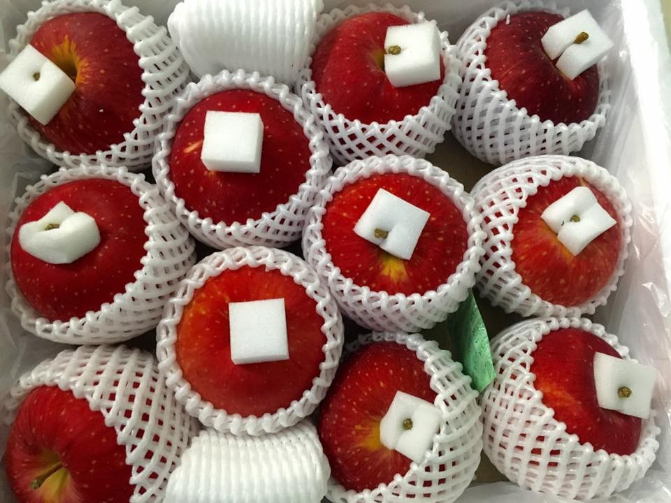 Táo Nhật to như quả bưởi, giá nửa triệu đồng/kg ồ ạt vào Việt Nam - 5
Để có những trái táo Sekai-ichi thơm ngon nổi tiếng, những nông dân trồng táo của Nhật Bản phải có chế độ chăm sóc hết sức cầu kì, hoàn toàn thủ công. Táo sau khi thu hoạch được rửa sạch bằng mật ong để giữ độ tươi.