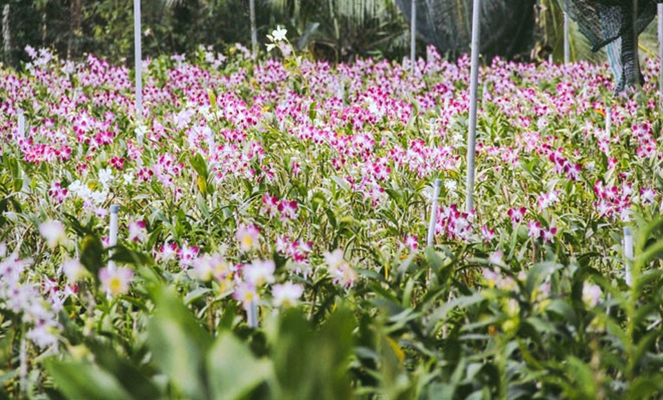 Không thể tin nổi giữa Sài Gòn có cánh đồng hoa đẹp đến thế! - 5 Không thể tin nổi giữa Sài Gòn có cánh đồng hoa đẹp đến thế! - 5