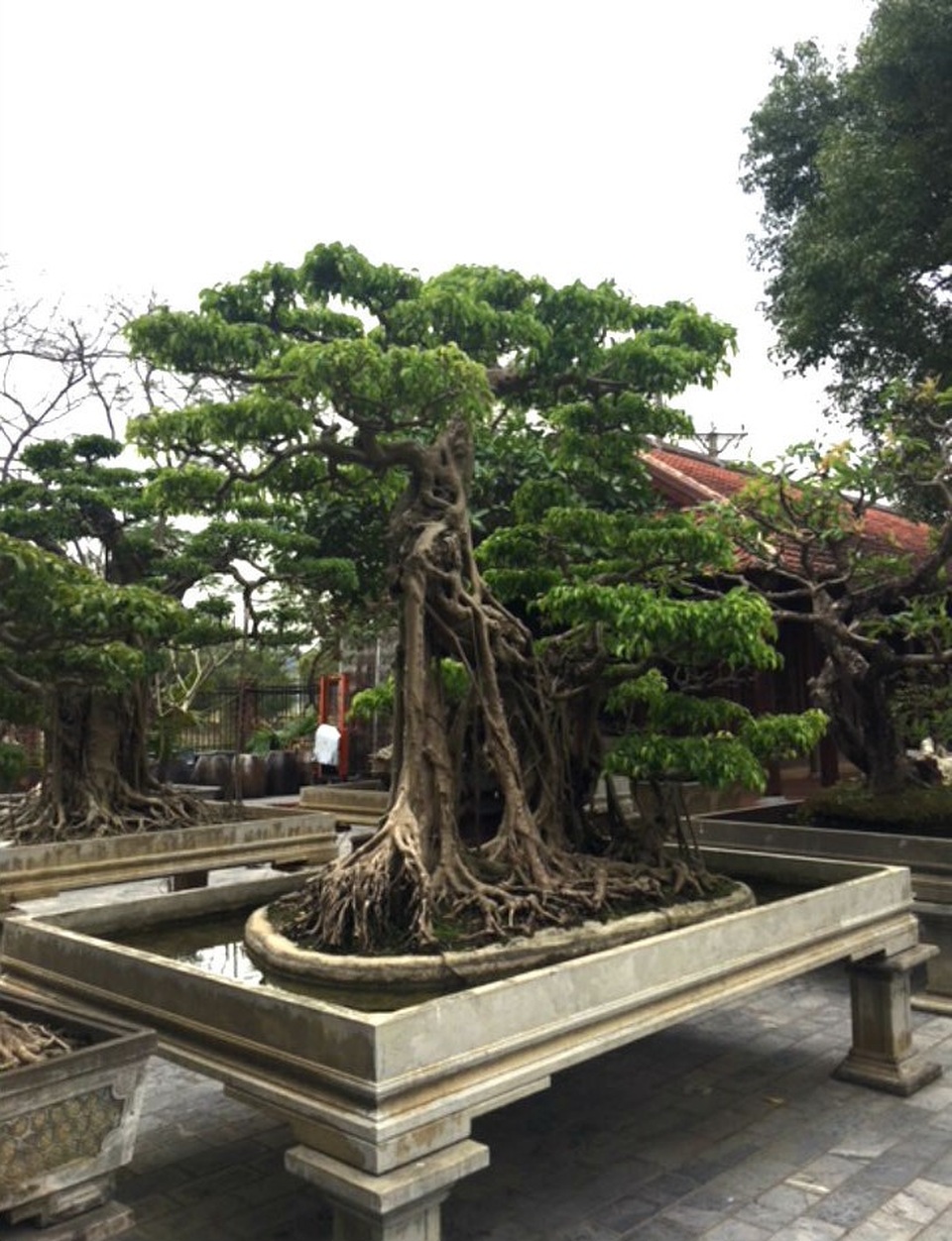 Cây cảnh trăm tỷ hiếm có trong vườn đại gia Hà thành - 17 Cây cảnh trăm tỷ hiếm có trong vườn đại gia Hà thành - 17