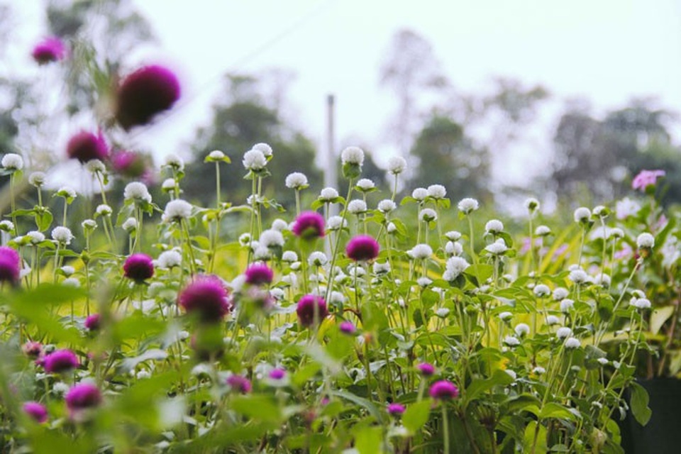 Không thể tin nổi giữa Sài Gòn có cánh đồng hoa đẹp đến thế! - 6 Không thể tin nổi giữa Sài Gòn có cánh đồng hoa đẹp đến thế! - 6