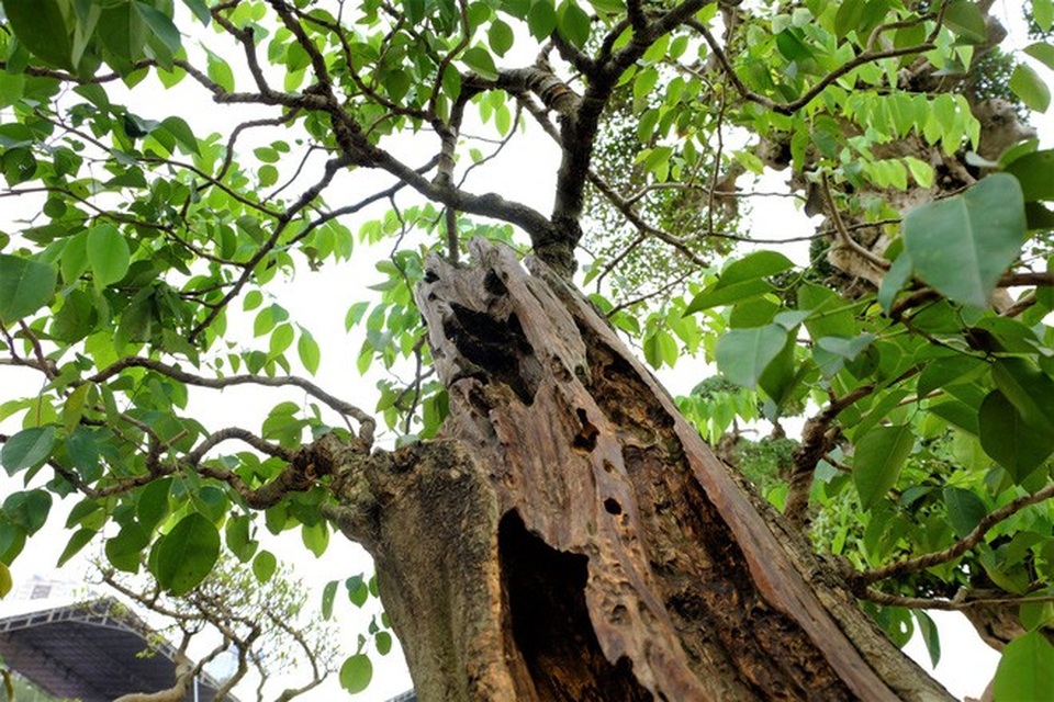 Gốc sưa bonsai cao 1 mét giá 1,4 tỷ đồng gây xôn xao - 3 
 Hầu hết phần gốc đã lũa nhưng cành lá vẫn xanh tốt