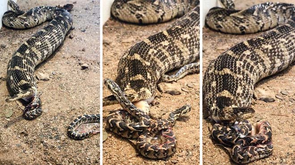 Kinh ngạc cảnh rắn khổng lồ đẻ liền một lúc 57 con - 1 Rắn lục khổng lồ đẻ một lúc 57 con.