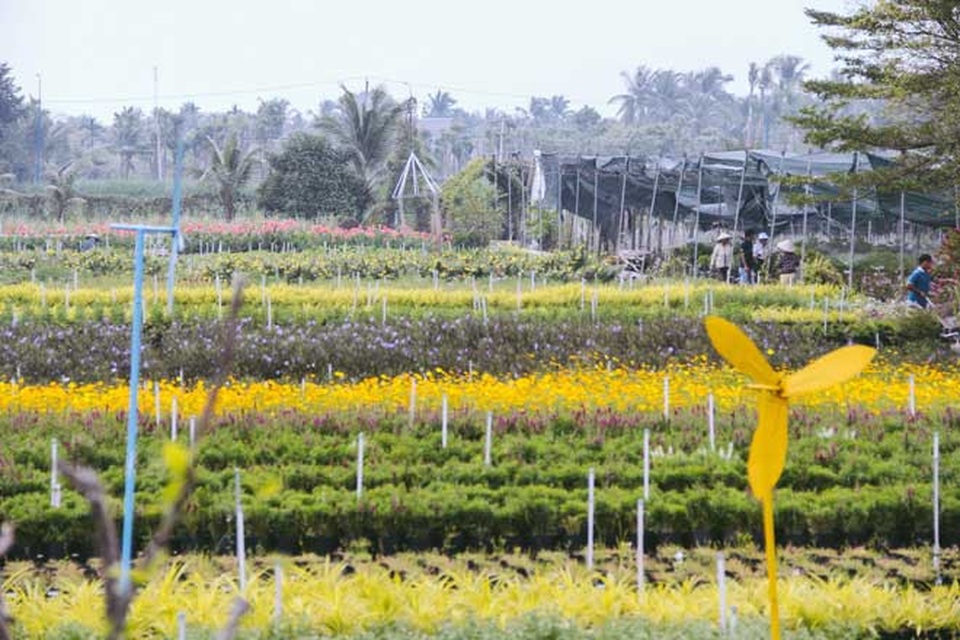 Không thể tin nổi giữa Sài Gòn có cánh đồng hoa đẹp đến thế! - 7 Không thể tin nổi giữa Sài Gòn có cánh đồng hoa đẹp đến thế! - 7