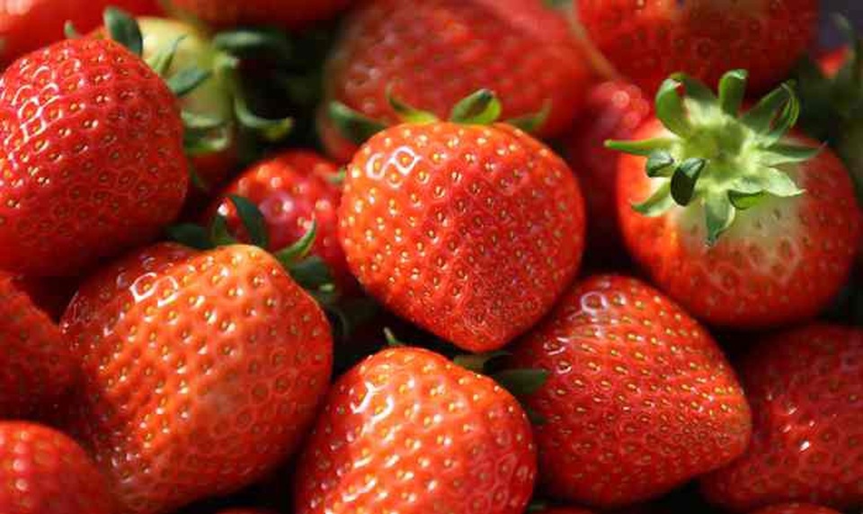 Không ngờ HLV đội tuyển U23 VN có quê hương đẹp thế này - 9 Đặc biệt là dâu tây trồng ở đây có màu đậm hơn, ngọt hơn và nhiều chất dinh dưỡng hơn so với những nơi khác.