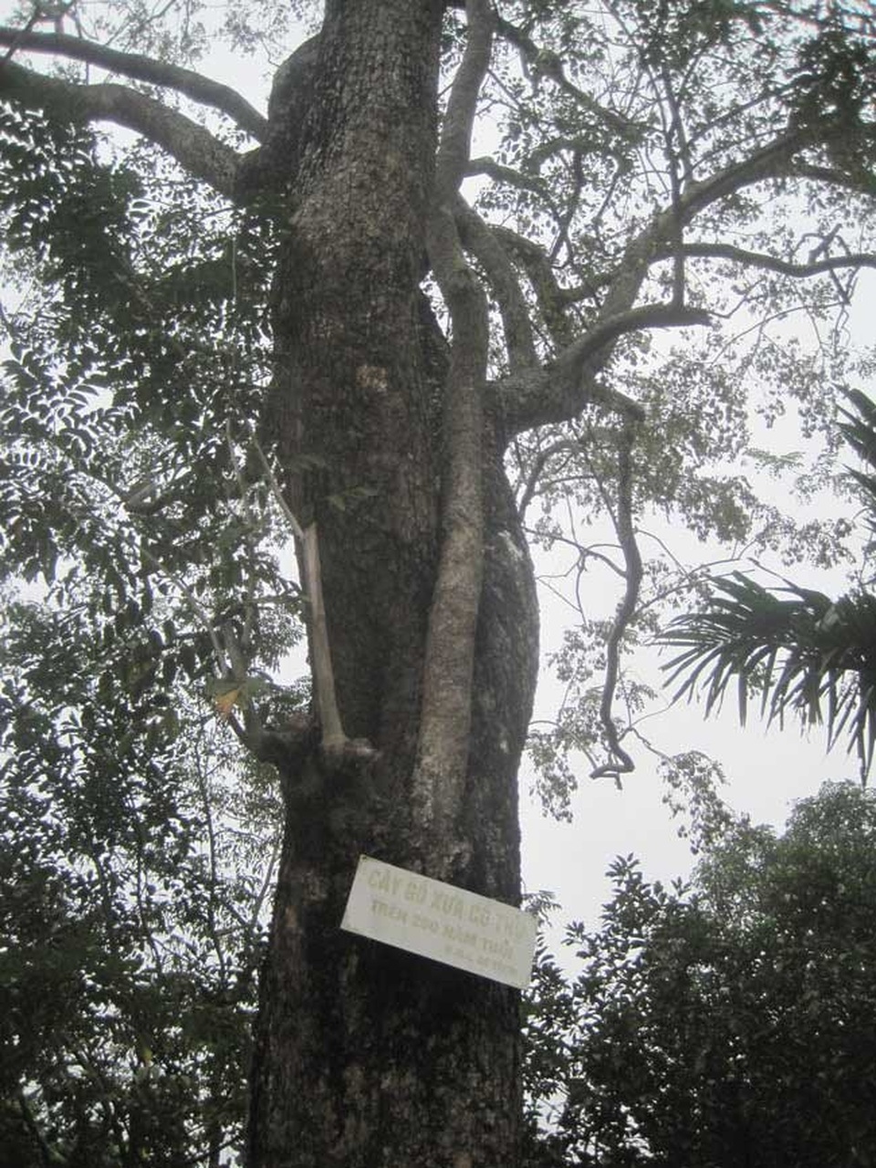 Gốc sưa bonsai cao 1 mét giá 1,4 tỷ đồng gây xôn xao - 4 
 Cây sưa 200 tuổi tại đình làng Đông Cốc