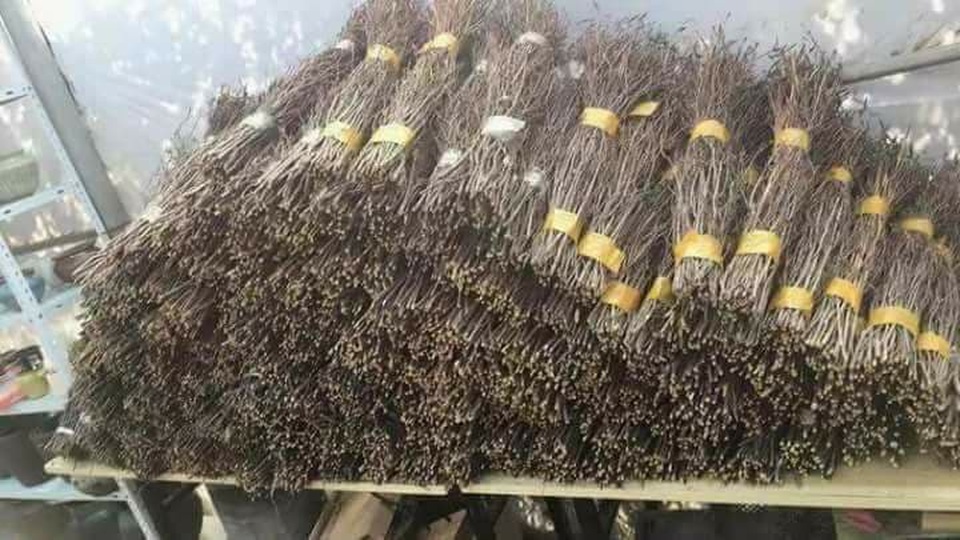 Chơi độc sập gỗ nu 3 tỷ đồng, ăn chất nồi cá kho 12 triệu đồng - 4 Đỗ quyên - loài hoa ngủ đông - nhìn như những bó cỏ khô hay củi khô