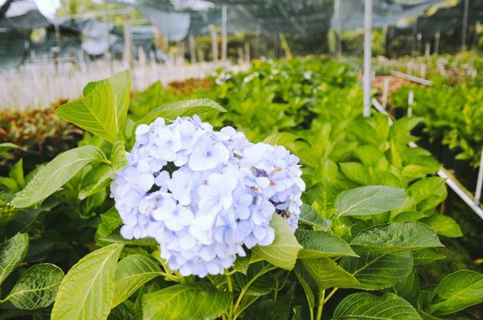 Không thể tin nổi giữa Sài Gòn có cánh đồng hoa đẹp đến thế! - 12 Không thể tin nổi giữa Sài Gòn có cánh đồng hoa đẹp đến thế! - 12