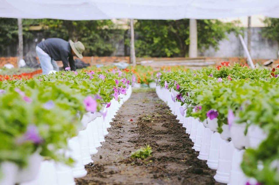 Không thể tin nổi giữa Sài Gòn có cánh đồng hoa đẹp đến thế! - 14 Không thể tin nổi giữa Sài Gòn có cánh đồng hoa đẹp đến thế! - 14