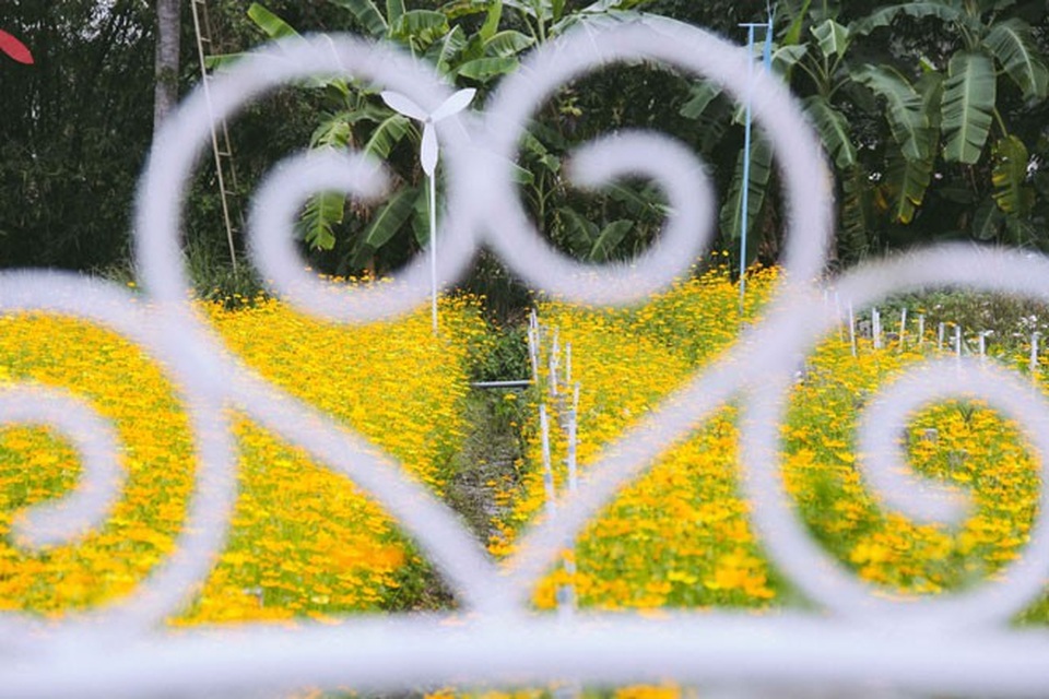 Không thể tin nổi giữa Sài Gòn có cánh đồng hoa đẹp đến thế! - 15 Không thể tin nổi giữa Sài Gòn có cánh đồng hoa đẹp đến thế! - 15