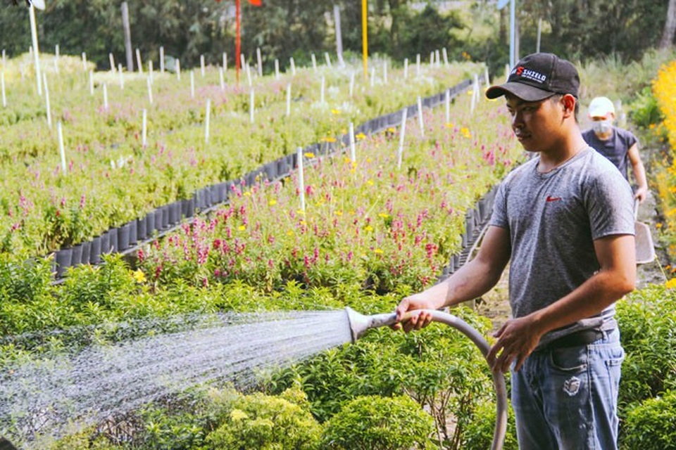 Không thể tin nổi giữa Sài Gòn có cánh đồng hoa đẹp đến thế! - 2 Không thể tin nổi giữa Sài Gòn có cánh đồng hoa đẹp đến thế! - 2
