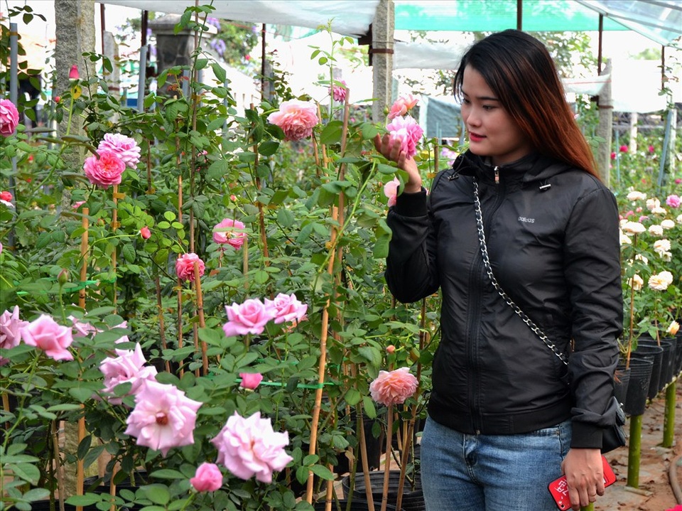 Vườn hồng “độc”, “dị” ở Sa Đéc - 7 Đặc biệt là dù màu gì, tất cả loại hồng ở đây đều cho hoa có mùi thơm quyến rũ. (Ảnh: Lục Tùng)