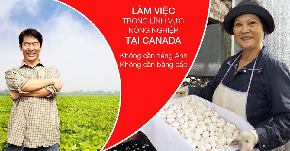 Cơ hội làm việc tại Canada dành cho du học sinh và người lao động Việt Nam - 9 Cơ hội làm việc tại Canada dành cho du học sinh và người lao động Việt Nam - 9