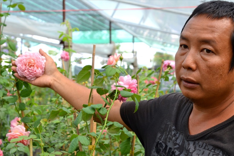Vườn hồng “độc”, “dị” ở Sa Đéc - 10 Hoa to bằng bàn tay ông chủ vườn. (Ảnh: Lục Tùng)