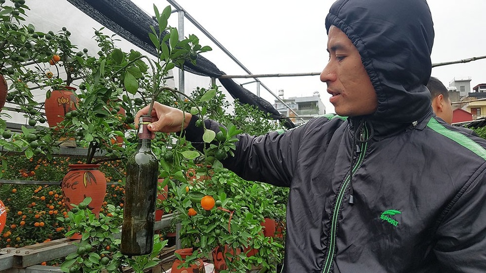 Độc đáo quất cảnh mọc từ chai thuỷ tinh - 4
Việc trồng quất trong chai được bắt đầu từ đầu năm. Cây được chọn là những cây con, không thể dùng cây đã phát triển hay cành cắt ghép vì thể tích và lượng đất trong chai rất ít.