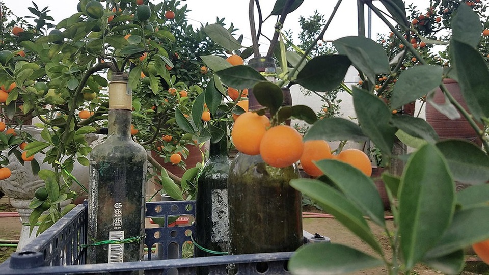 Độc đáo quất cảnh mọc từ chai thuỷ tinh - 2
Người tạo ra những cây quất này là anh Quang, một trồng quất lâu năm ở Tứ Liên (Tây Hồ, Hà Nội).