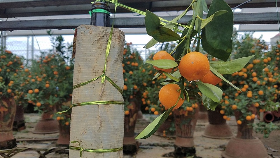 Độc đáo quất cảnh mọc từ chai thuỷ tinh - 7
Có thời điểm, người trồng phải bao bọc vỏ chai để cây không bị nắng làm cháy rễ.