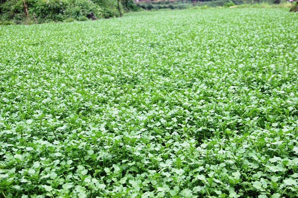 Thu gần trăm triệu nhờ trồng rau liệt quanh giếng cổ ngàn năm - 3 Cây rau liệt xanh tốt, sạch được đưa đi phân phối khắp vùng miền Trung
