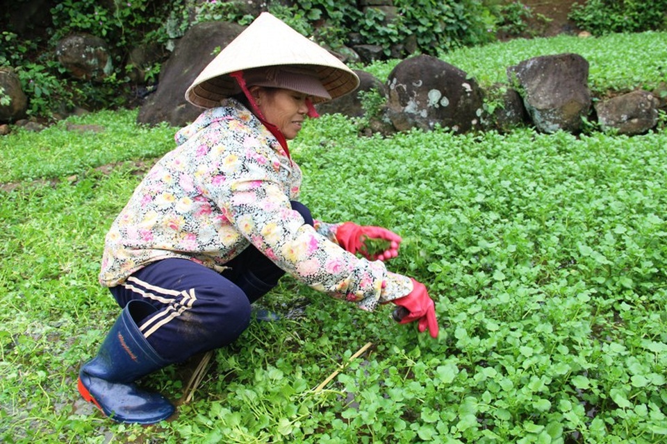 Thu gần trăm triệu nhờ trồng rau liệt quanh giếng cổ ngàn năm - 4 Nhờ cây rau liệt mà nhiều gia đình có nguồn thu nhập khấm khá, chu cấp cho con học hành thành tài