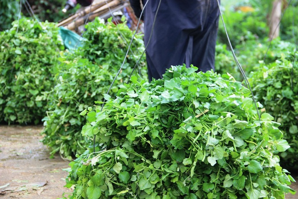 Thu gần trăm triệu nhờ trồng rau liệt quanh giếng cổ ngàn năm - 5 Cây rau liệt được kết thành bó, mỗi bó hiện được bán với giá 10.000 đồng